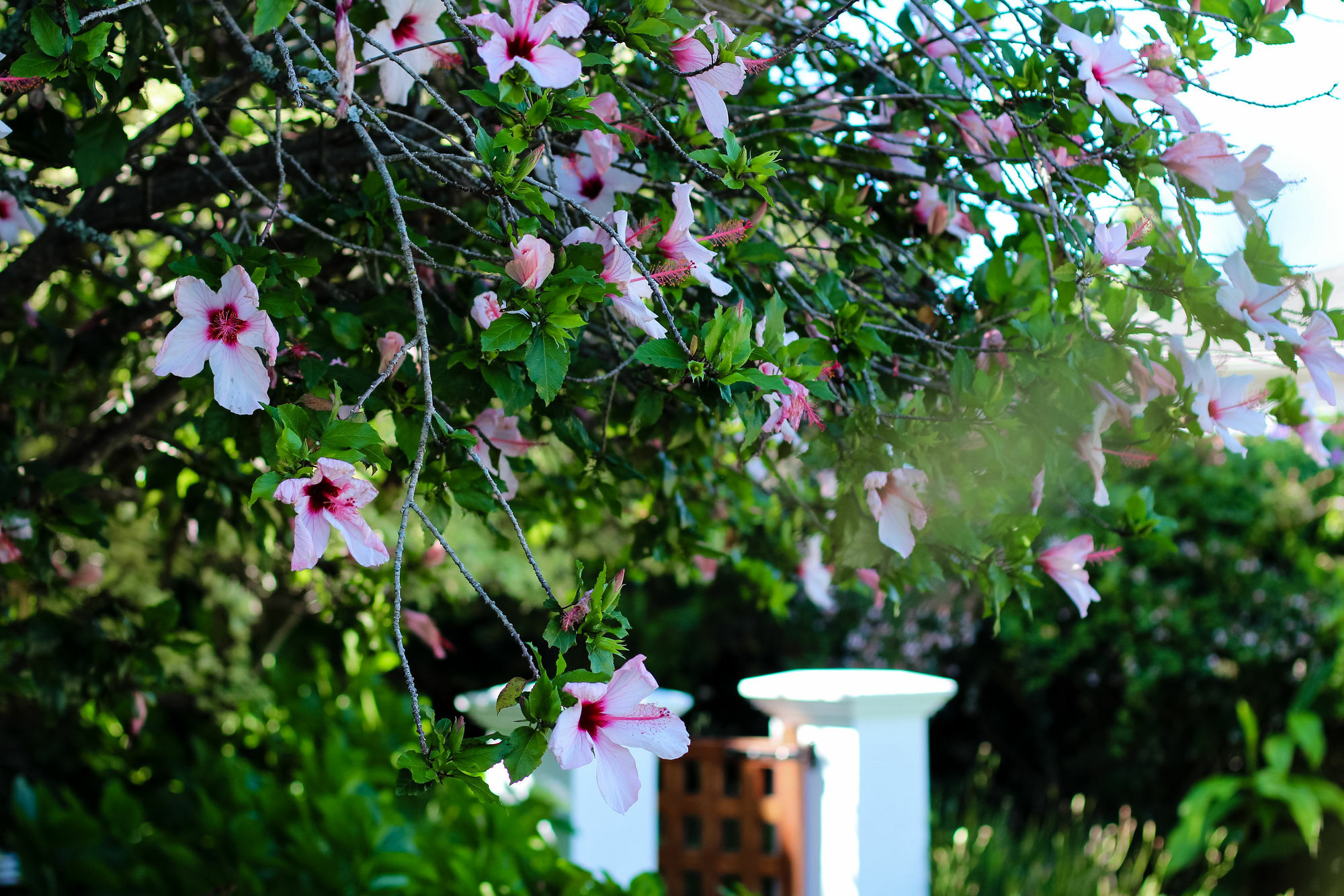 Whispering Oaks Guest House Джордж Екстериор снимка